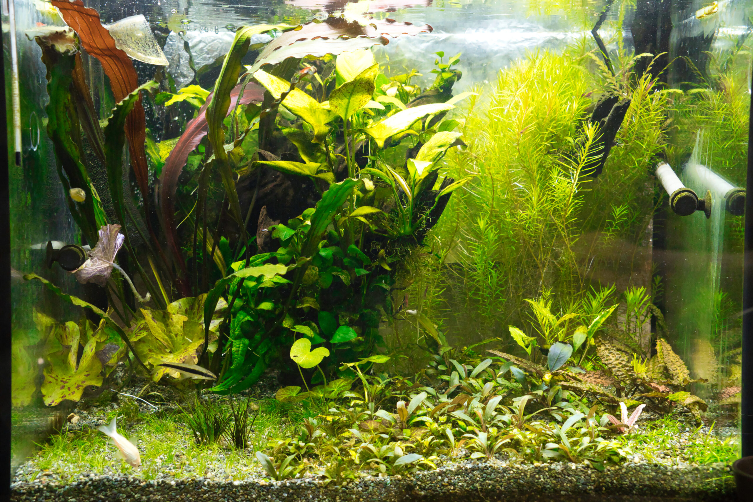 魚の七 アクアリウムの最大の敵はコケではない コケとの共存 スネール駆除 打と居と魚 Speaker Stack スピーカースタック